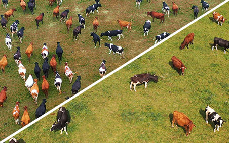 Intra Chickpaper - Highway to feed and water