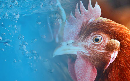 Intracare fortify yourself against Avian Influenza
