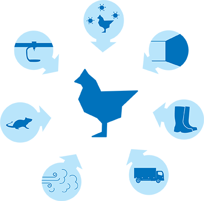 Domesticated birds can become infected by the flu through several routes:  Direct contact with infected (wild) birds Contaminated surfaces, such as equipment, housing, surrounding areas Infected materials, such as footwear, clothing, crates, and tools Contaminated vehicles or transport equipment Airborne dust from infected barns or surrounding areas Pests carrying the virus Contaminated feed and water   ﻿