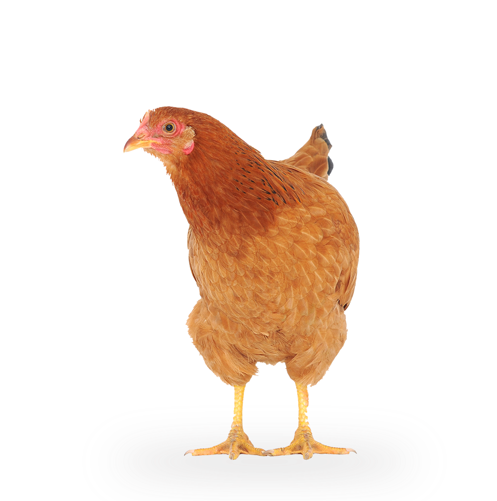 A brown hen standing on a white background, facing slightly to the left