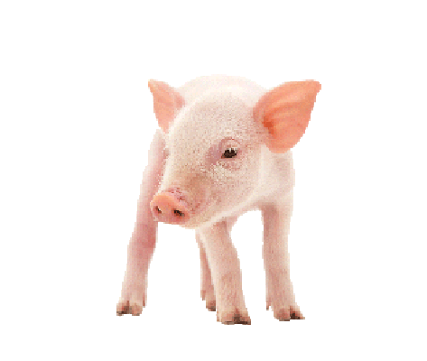 A pink piglet standing on a white background, facing forward with ears perked up