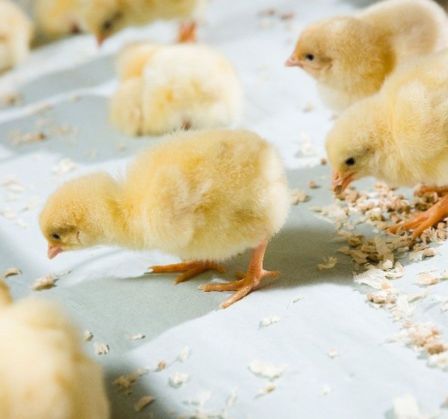 Intra Chickpaper - The highway to feed and water