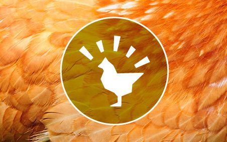 Intra Chickpaper - Highway to feed and water